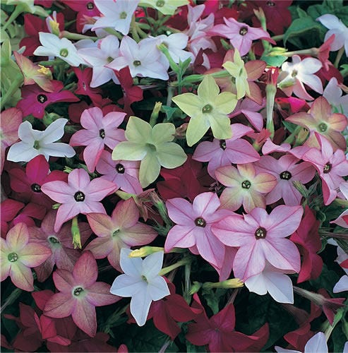 Heirloom Mix Nicotiana Seeds