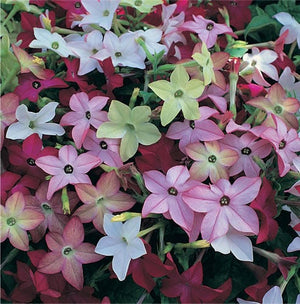 Heirloom Mix Nicotiana Seeds
