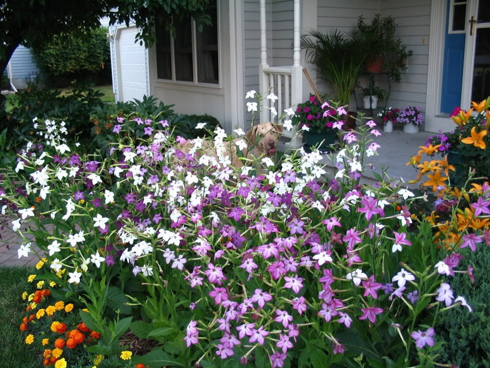 Heirloom Mix Nicotiana Seeds