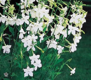 Heirloom Mix Nicotiana Seeds