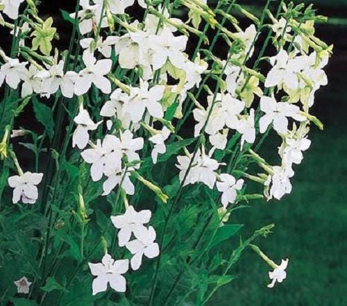 Heirloom Mix Nicotiana Seeds