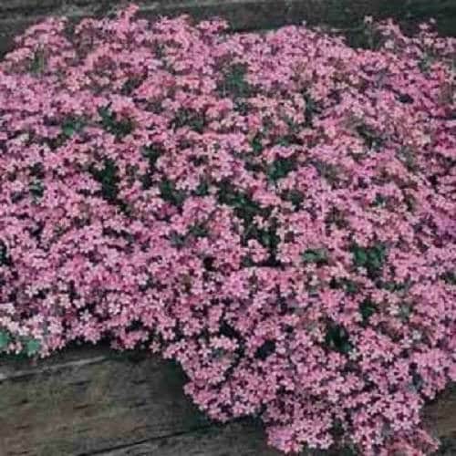 Rock Soapwort Seeds