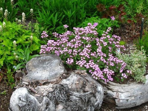 Rock Soapwort Seeds