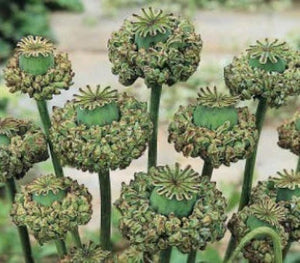 Hens and Chicks Poppy Seeds