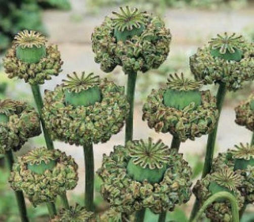 Hens and Chicks Poppy Seeds