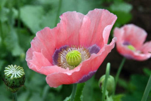 Hens and Chicks Poppy Seeds