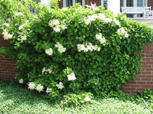 Climbing Hydrangea Seeds