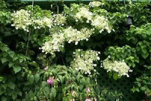 Climbing Hydrangea Seeds
