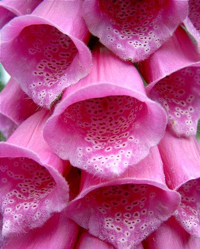 Dwarf Foxy Mix Foxglove Seeds