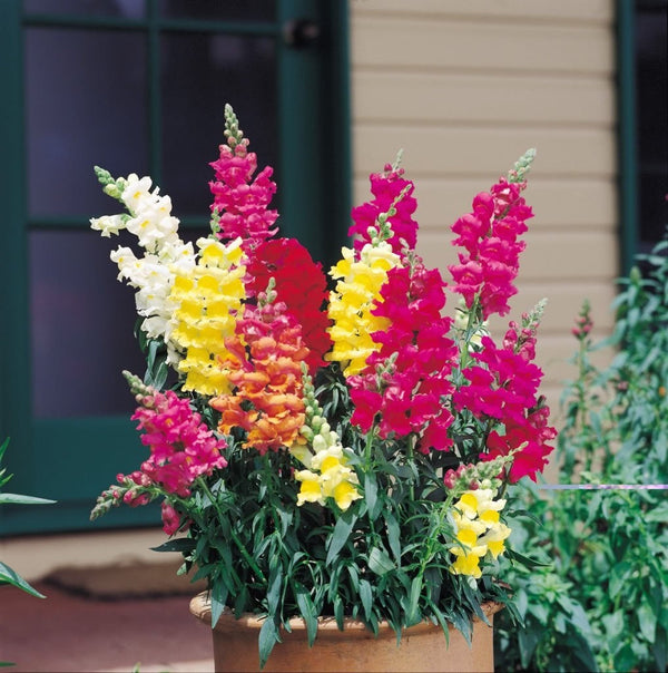 Northern Lights Snapdragon Mix Seeds