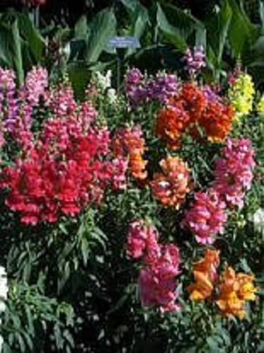 Northern Lights Snapdragon Mix Seeds