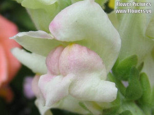 Northern Lights Snapdragon Mix Seeds