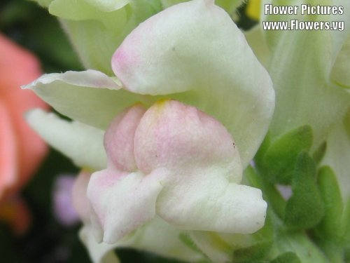 Northern Lights Snapdragon Mix Seeds