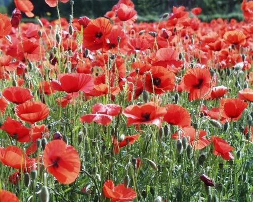 Red Shirley Poppy Seeds