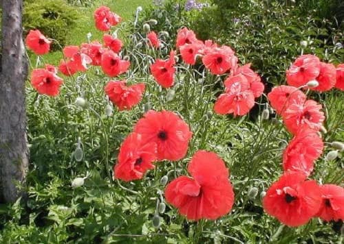 Red Shirley Poppy Seeds