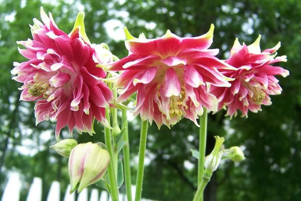 Nora Barlow Columbine Seeds