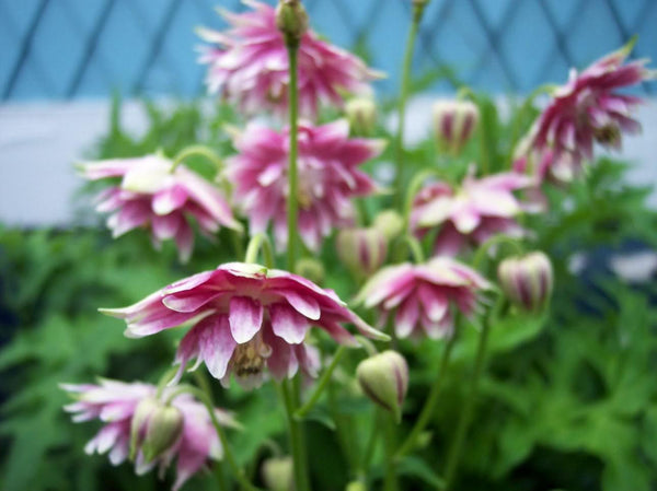 Nora Barlow Columbine Seeds