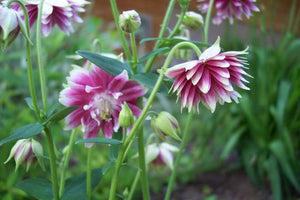 Nora Barlow Columbine Seeds