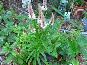 Flamingo Feather Celosia Seeds