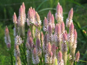 Flamingo Feather Celosia Seeds