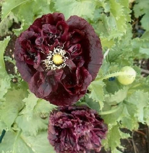 Black Peony Poppy Seeds