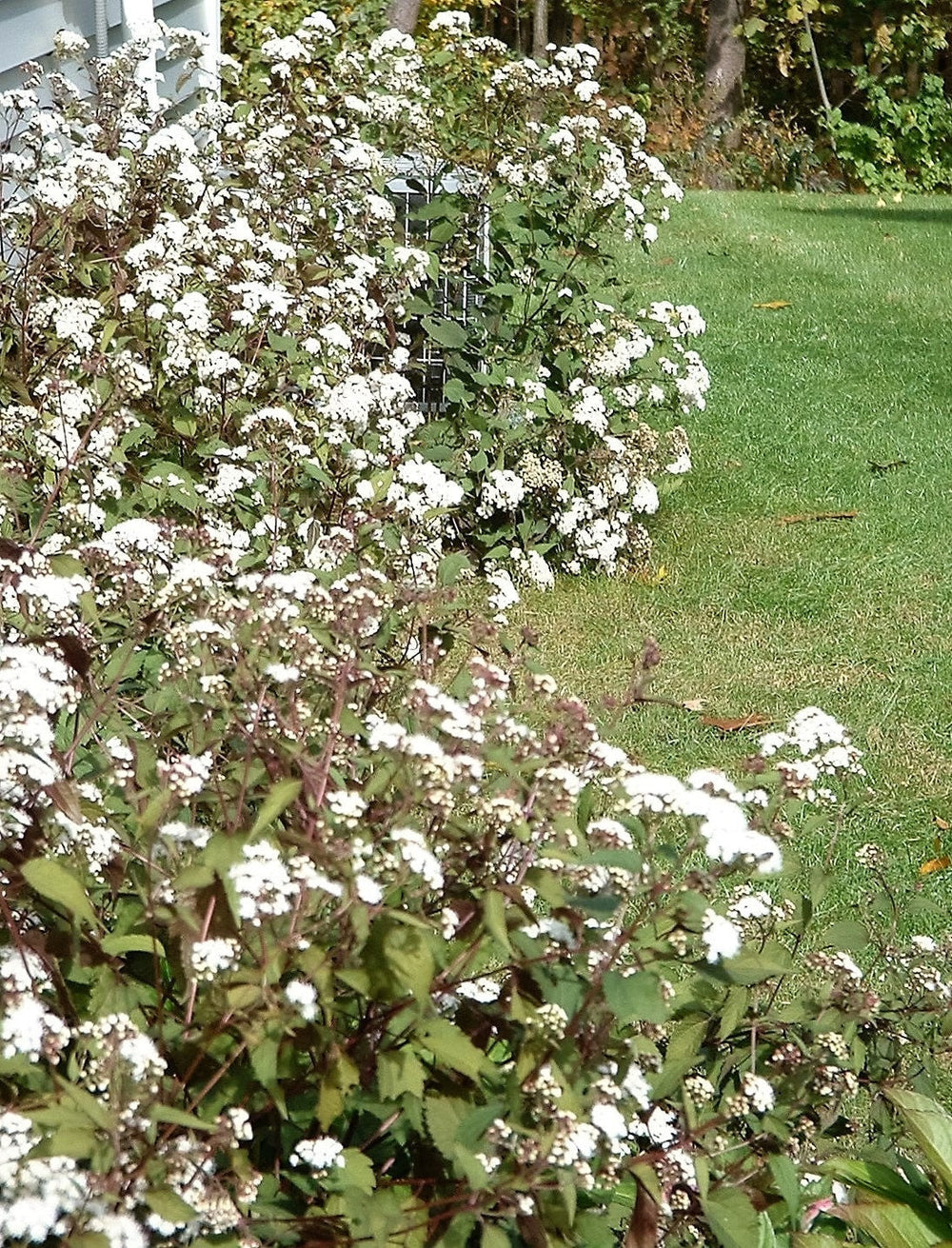 Chocolate Joe Pye Weed Seeds
