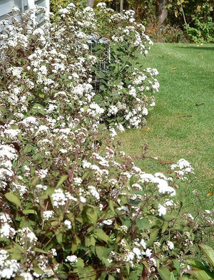 Chocolate Joe Pye Weed Seeds