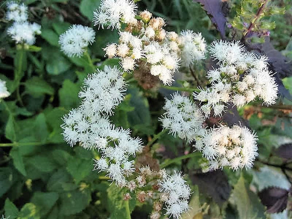 Chocolate Joe Pye Weed Seeds