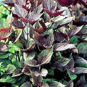 Chocolate Joe Pye Weed Seeds