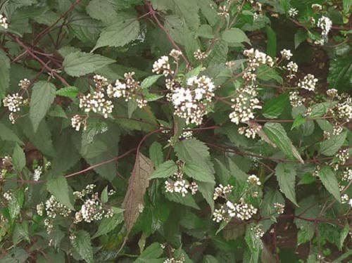 Chocolate Joe Pye Weed Seeds
