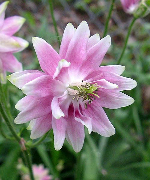 Mixed European Columbine Seeds