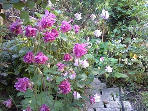Mixed European Columbine Seeds