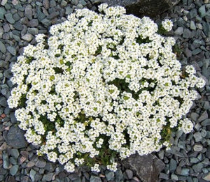 Alpine Rockcress Seeds