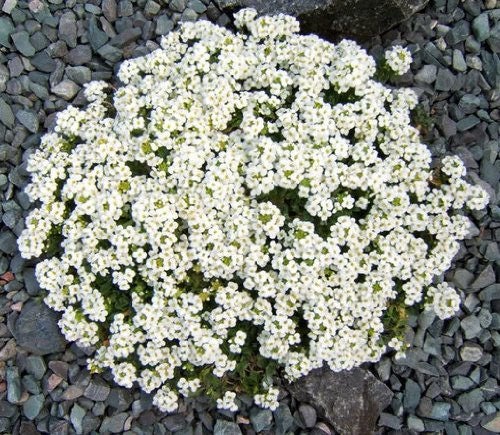 Alpine Rockcress Seeds