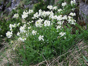 Alpine Rockcress Seeds