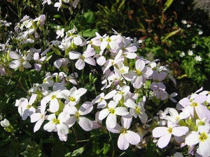 Alpine Rockcress Seeds