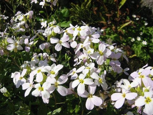 Alpine Rockcress Seeds