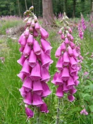 Foxglove Mix Seeds