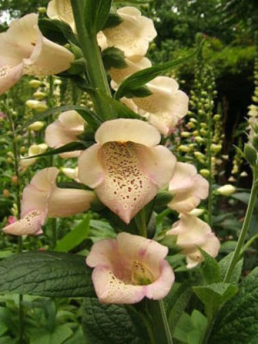 Foxglove Mix Seeds