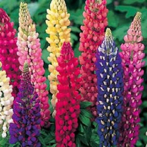 Russell Lupine Mix Seeds