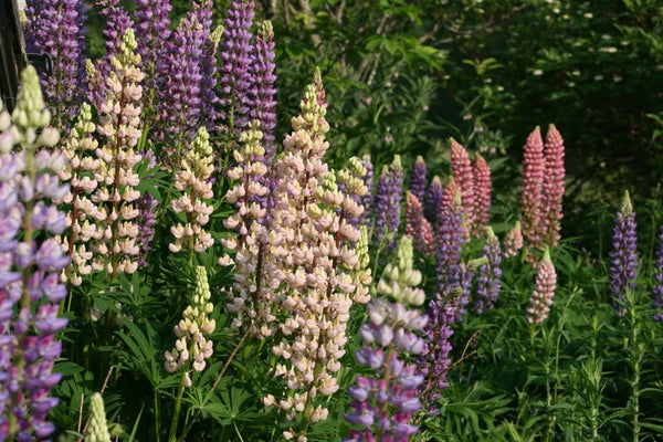 Russell Lupine Mix Seeds