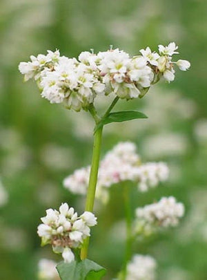 Buckwheat cover crop seeds (organic)