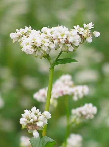 Buckwheat cover crop seeds (organic)