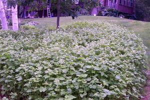 Buckwheat cover crop seeds (organic)