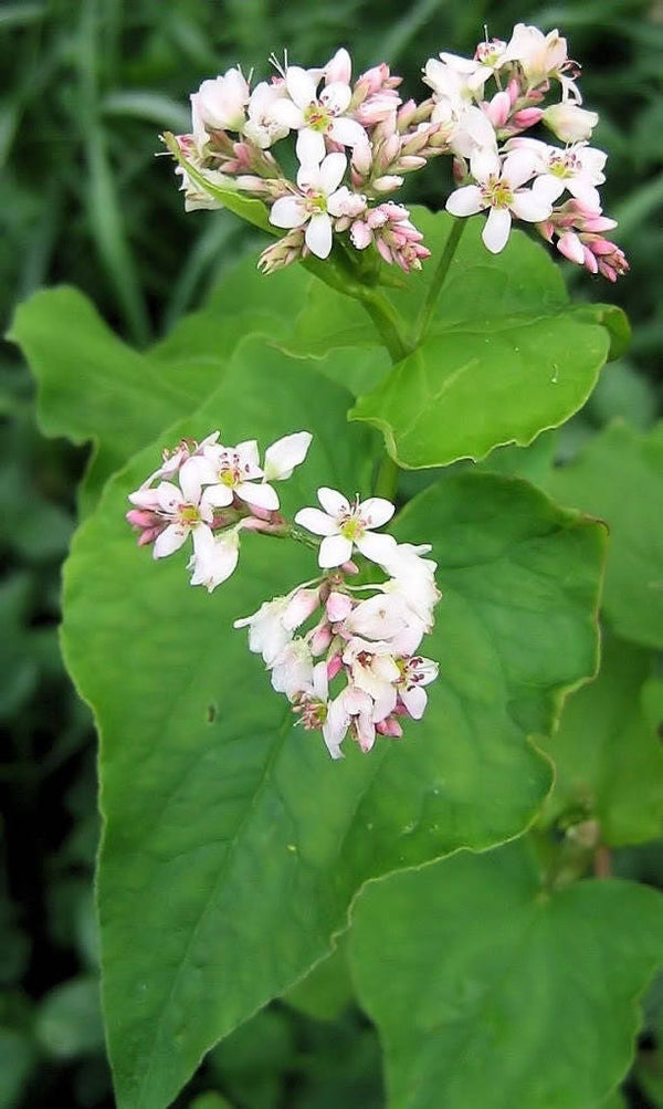 Buckwheat cover crop seeds (organic)