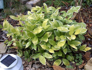 Solomon's Seal Seeds
