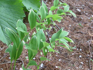 Solomon's Seal Seeds