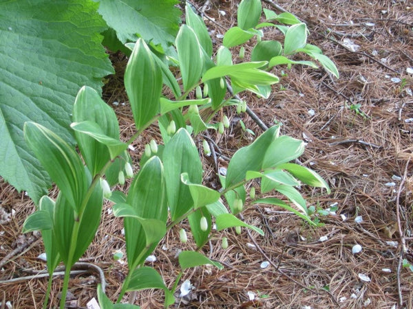 Solomon's Seal Seeds