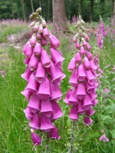 Foxglove Pink and Purple Mix Seeds