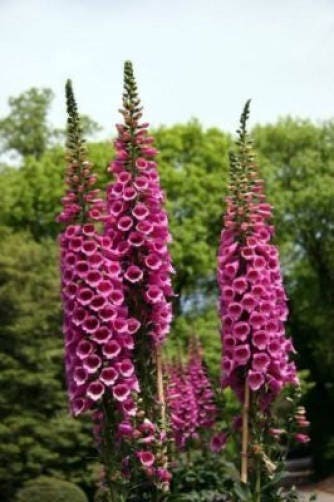 Foxglove Pink and Purple Mix Seeds